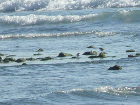 Tracce di fratino sulla spiaggia